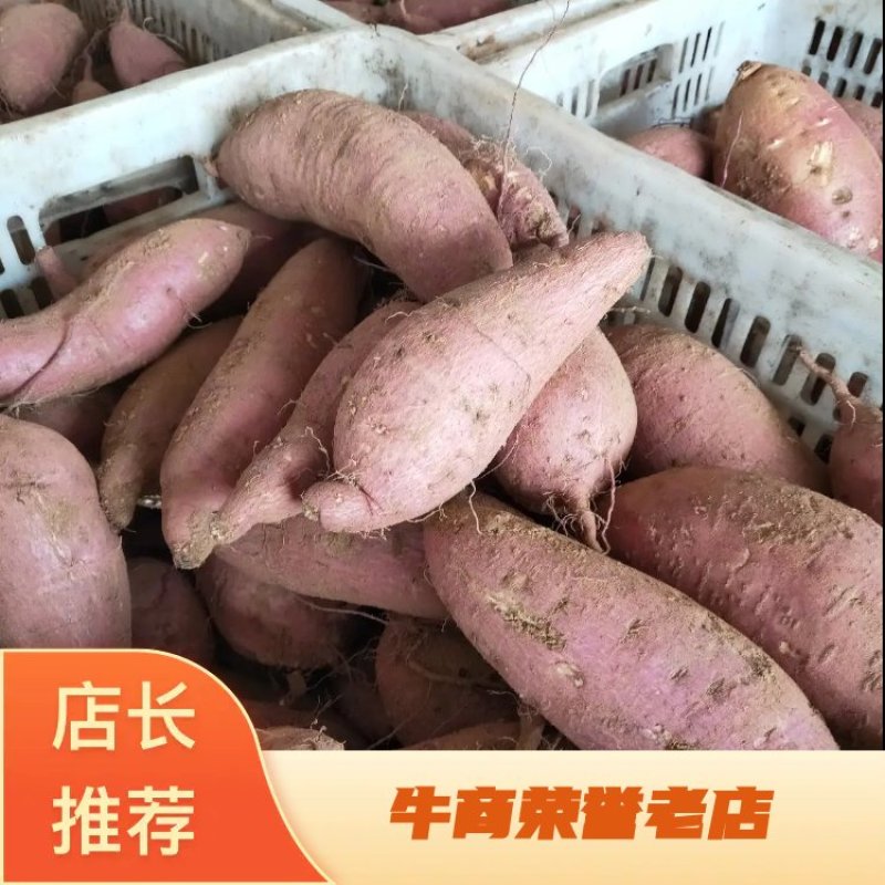 山东济薯26产地批发价格实惠一首货源代发全国
