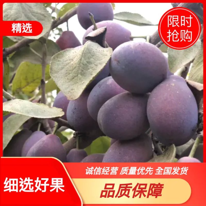 法兰西梅新疆喀什伽师县甘甜多汁航空包邮