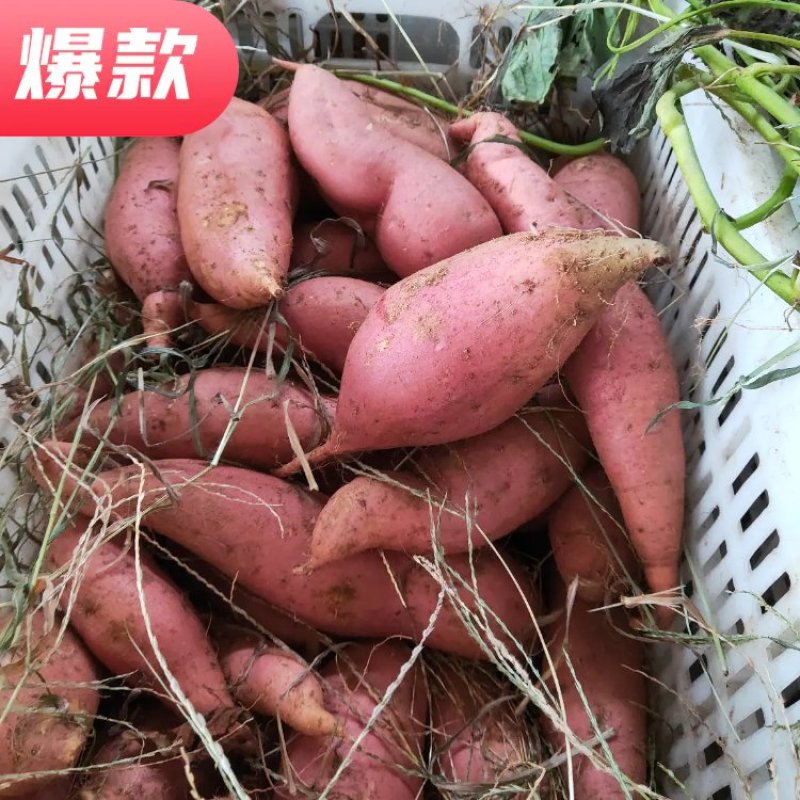 【推荐】烟薯25.大量供应价格实惠可以视频看货