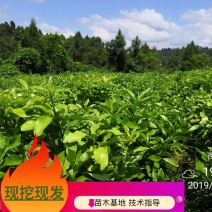 正宗脆香甜柚子苗特早熟蜜柚苗冰糖柚苗基地直供，闪电发货