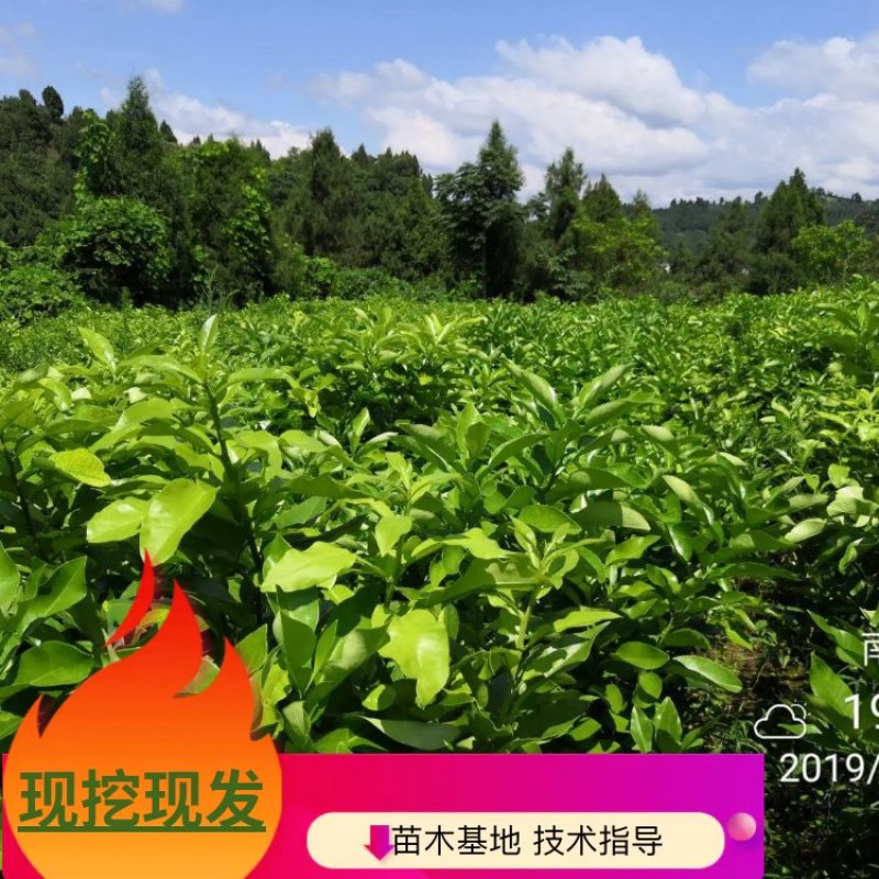 正宗脆香甜柚子苗特早熟蜜柚苗冰糖柚苗基地直供，闪电发货