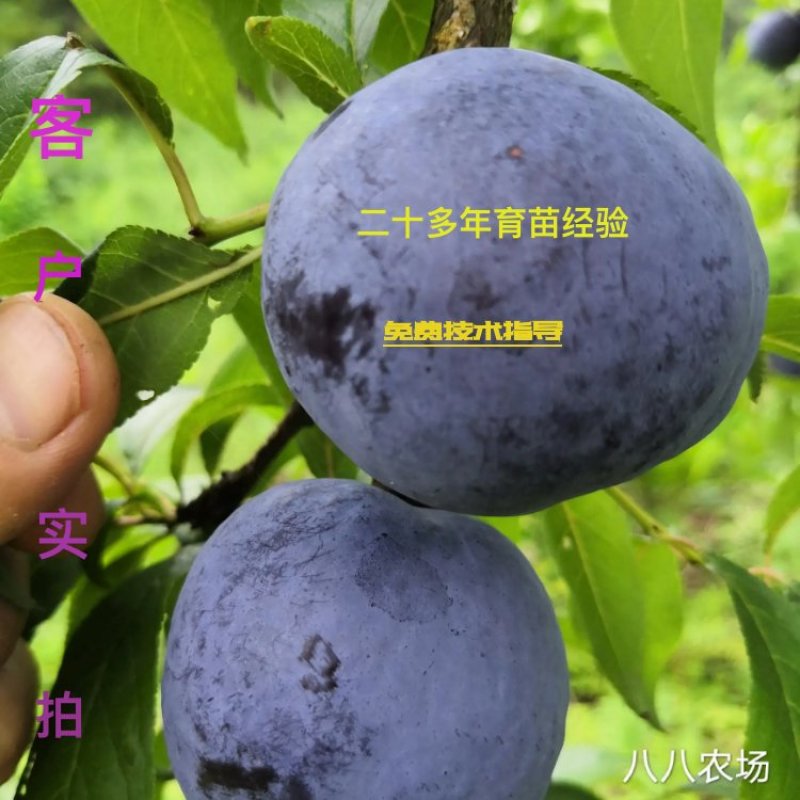 凤凰李五月脆苗清脆李子苗黑宝石黑布林李树苗基地直供