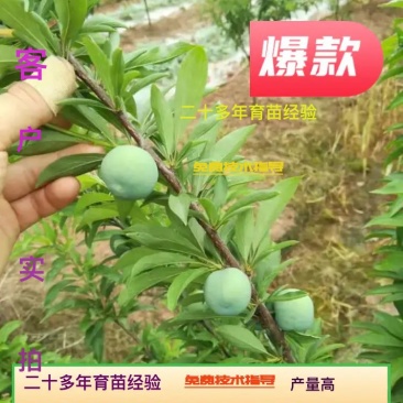 凤凰李五月脆苗清脆李子苗黑宝石黑布林李树苗基地直供