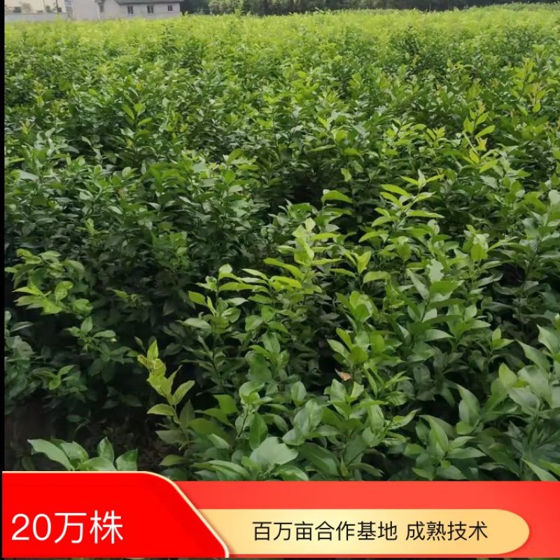 优力克柠檬一级苗产地直供全国包邮量大优惠