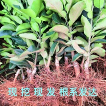 红心柚苗三红柚脆香甜柚子苗泰国红宝石青柚苗产地直供