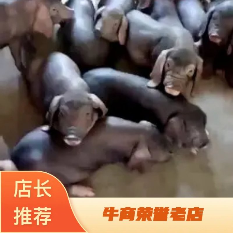 支持货到付款优质品种苏太母猪，产仔好，抗病能力强耐粗料，