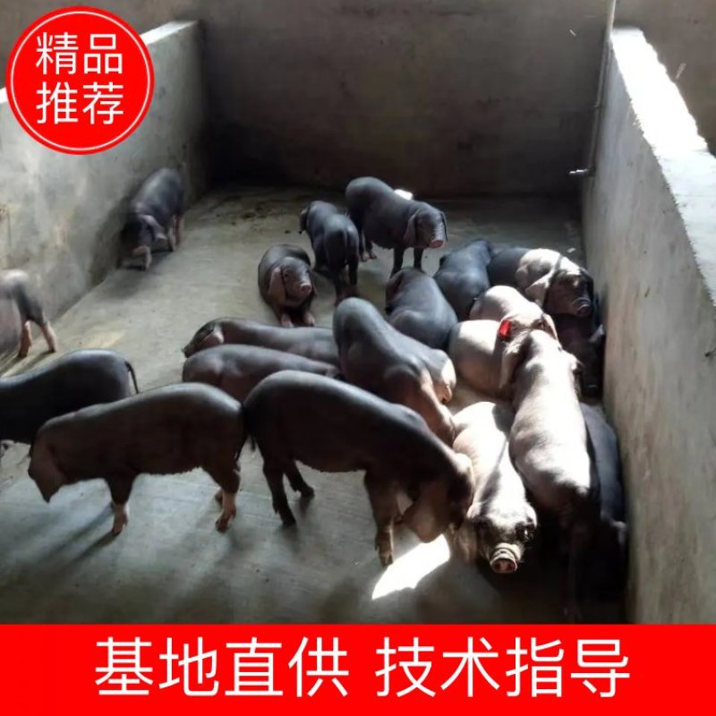 江苏热卖二元母猪技术指导全国包邮，包成活