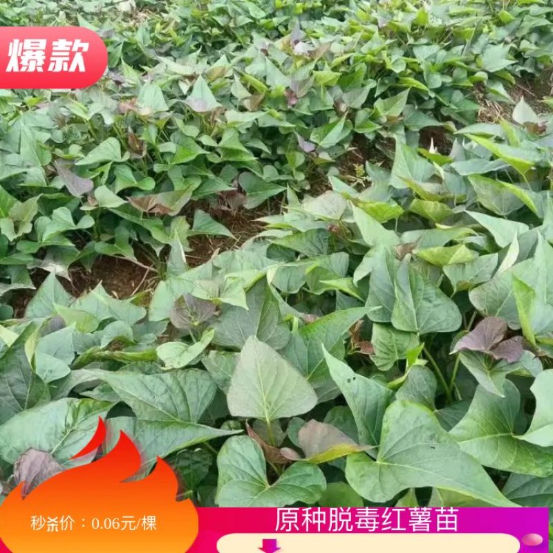 原种脱毒红薯大田苗产地直发欢迎订购合作共赢