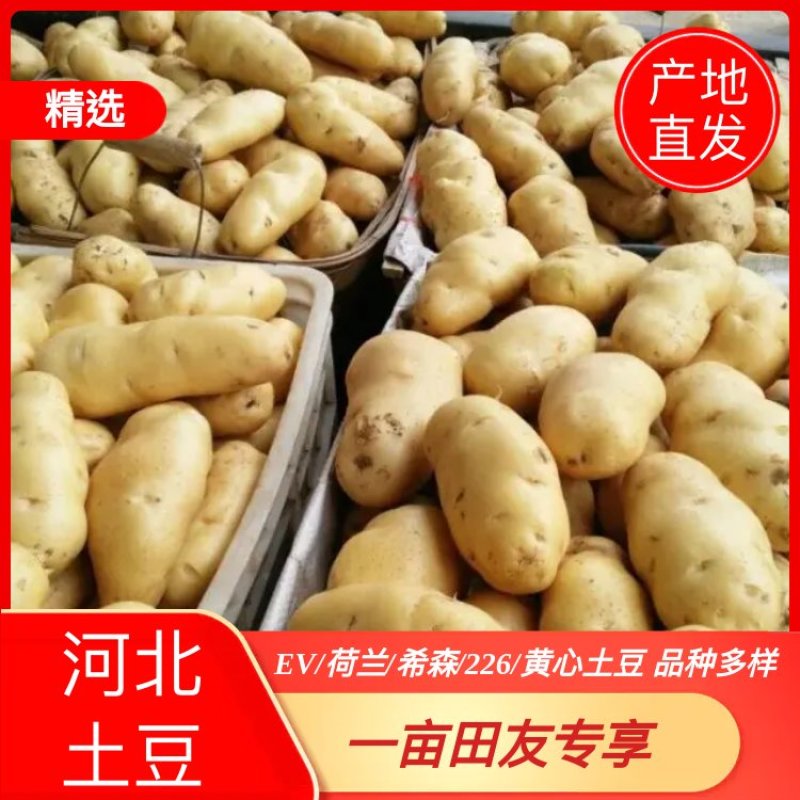 河北围场土豆原产地直供货源充足量大从优欢迎咨询