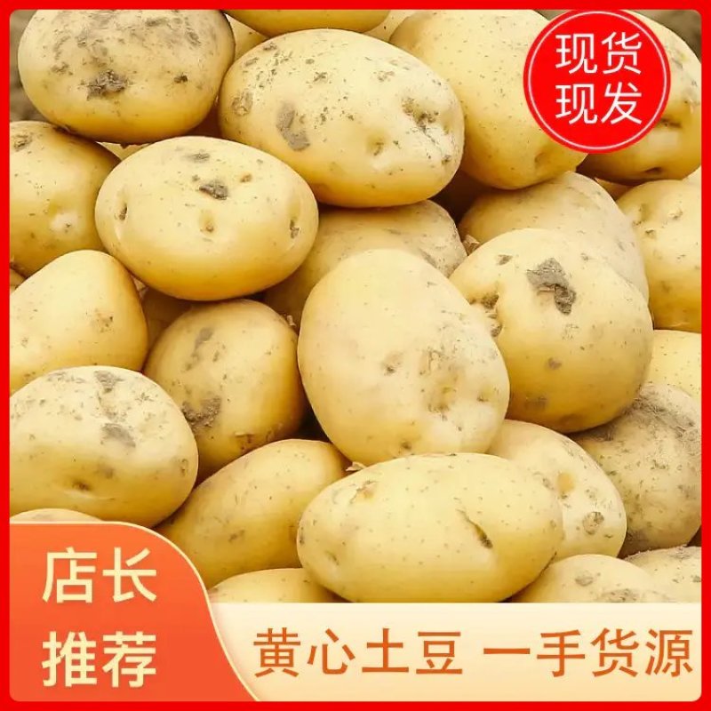 河北土豆【黄心土豆】规格齐全现货现发产地一手货源供应