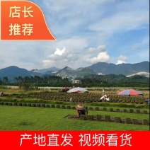 广东彿山台湾草卷.马尼拉.四季青草