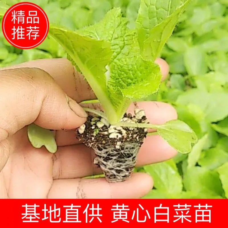 山东白菜苗，黄心白菜苗，厂家直发，常年供应发货方便
