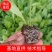 山东莴苣苗，穴盘苗江浙沪皖豫，发货次日到达，破损包赔。