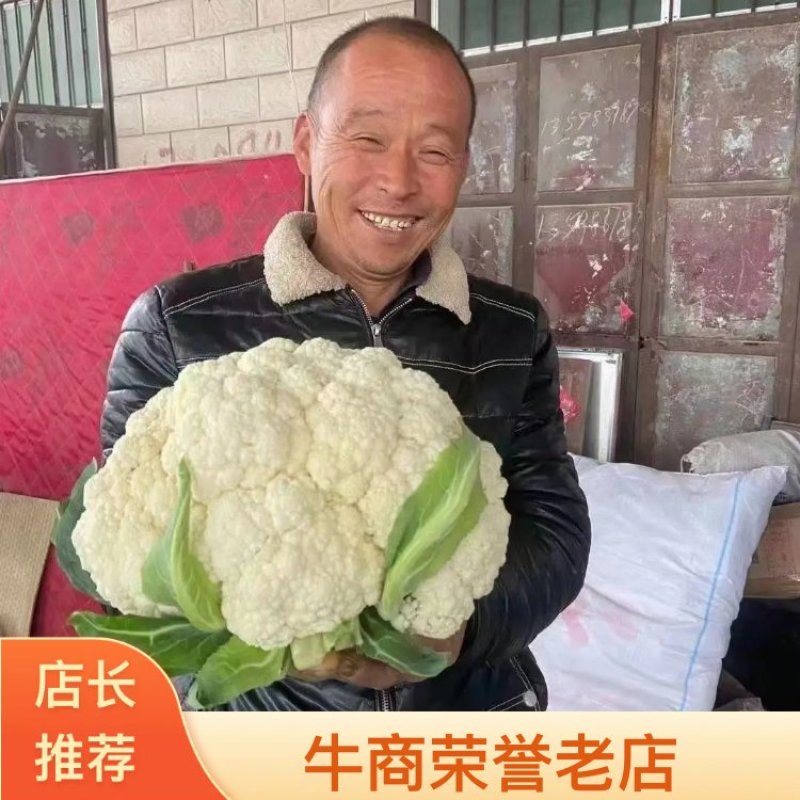 抗热免盖菜花苗，青梗白面小米粒苗圃直发包成活包技术