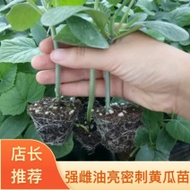 山东红星菜苗场强雌油亮密刺黄瓜苗有现货