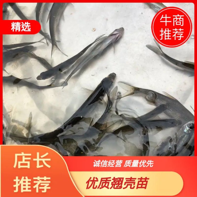 翘壳鱼苗，优质翘壳苗，基地直供，可送货上门