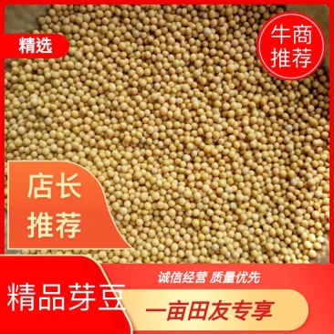 小金黄芽豆批发，优良品质基地直发量大从优专注专业，