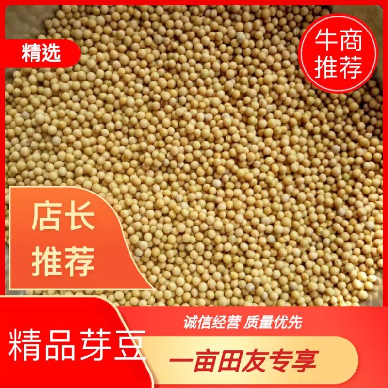 小金黄芽豆批发，优良品质基地直发量大从优专注专业，