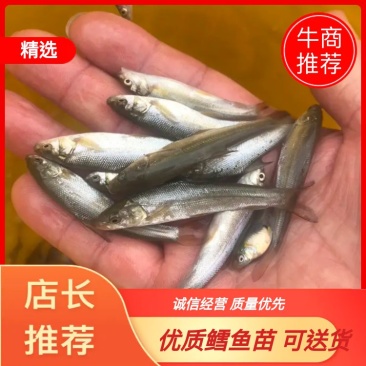 鳕鱼苗，优质鳕鱼苗，基地直供，可送货上门可基地自提