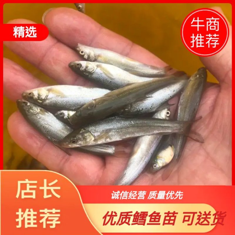 鳕鱼苗，优质鳕鱼苗，基地直供，可送货上门可基地自提