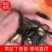 【黄辣丁鱼苗】，精品鱼苗基地直供可送货上门可基地自提