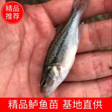 鲈鱼苗，精品鱼苗基地直供可送货上门可基地自提