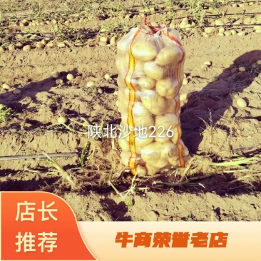 陕北沙地白心226三两起，需要随时下单