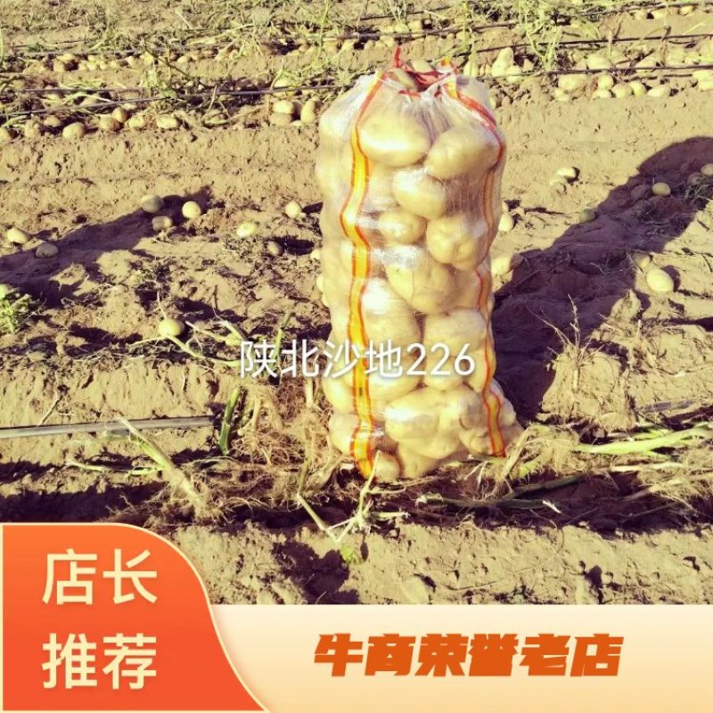 陕北沙地白心226三两起，需要随时下单