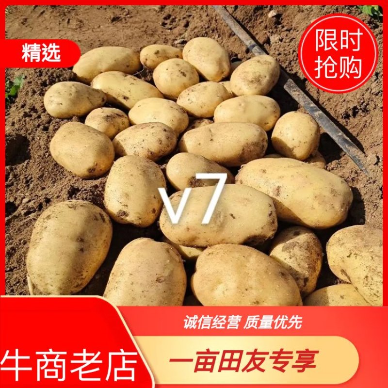 白皮黄心土豆v7好货预订