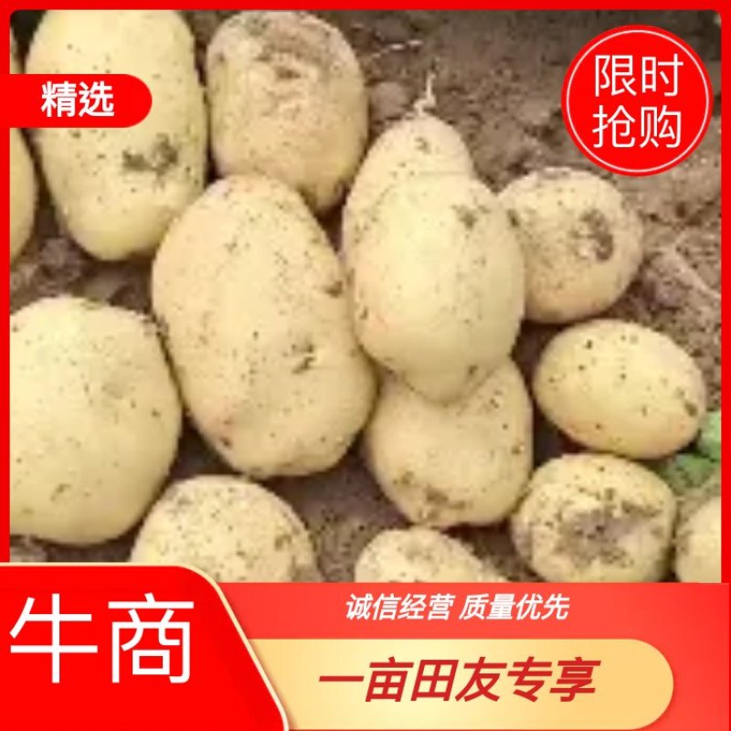 白皮黄心土豆希森六号，口感不错