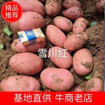 红皮黄心雪川红，精品好土豆