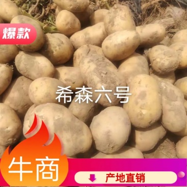 白皮黄心希森六号三两起二两起都有