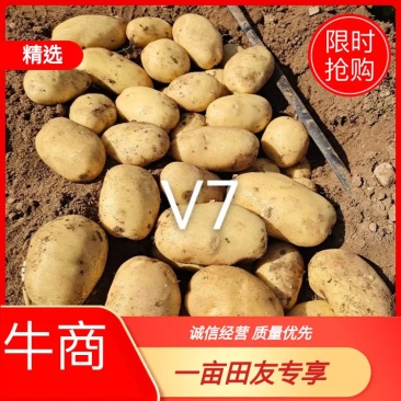 白皮黄心v7土豆，好吃有营养