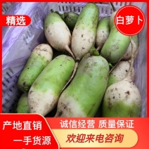 青萝卜青皮水果萝卜青皮青瓤产地直发可视频看货