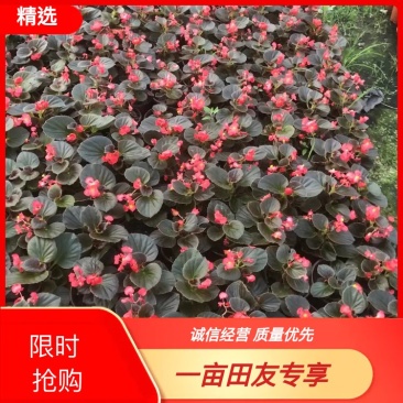 四季海棠，山东青州，红叶，绿叶都有，产地直发！
