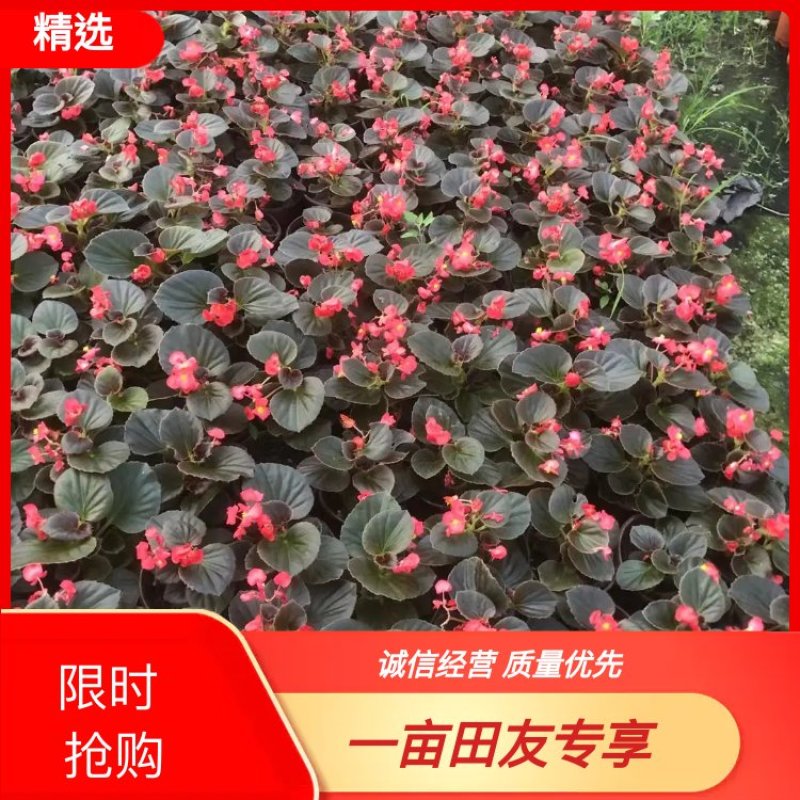 四季海棠，山东青州，红叶，绿叶都有，产地直发！
