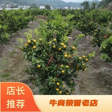 广西正宗沃柑苗基地直销保质保量量大优惠保湿发货