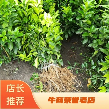 早熟金秋沙糖橘苗量大可以签约合同基地直销