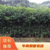 桂花树八月桂金桂基地直销无中间商量大从优