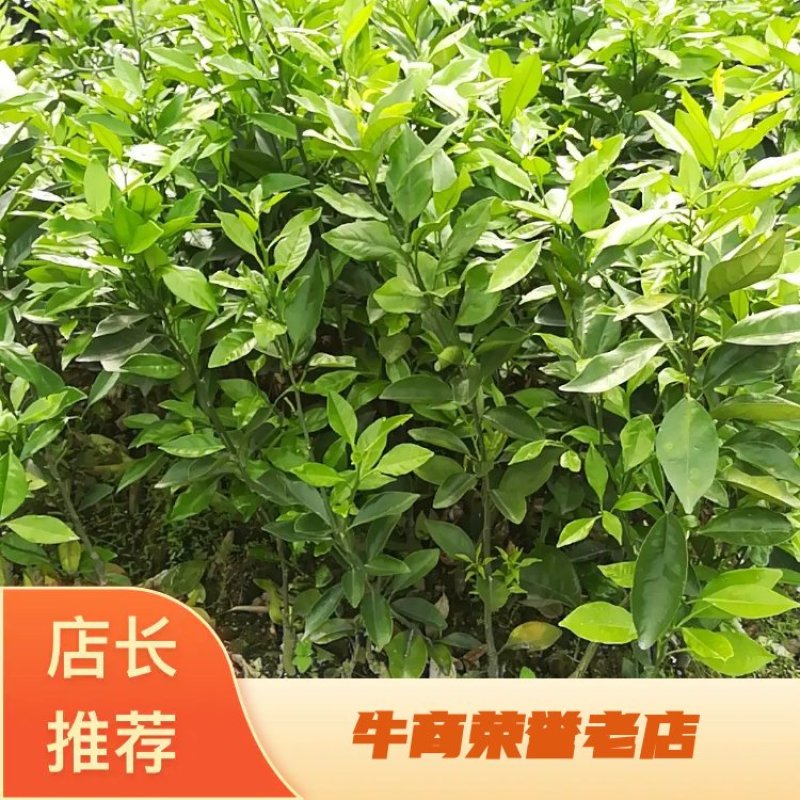蜜香橙苗假一赔十自产自销当年挂果苗量大优惠