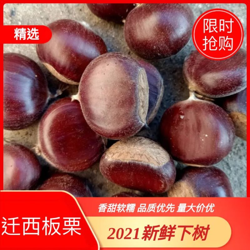 【推荐】河北迁西板栗个大果满3113果实软糯甜度高耐运输