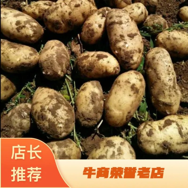 河北张家口沽源内蒙荷兰十五土豆3两以上，量大从优!