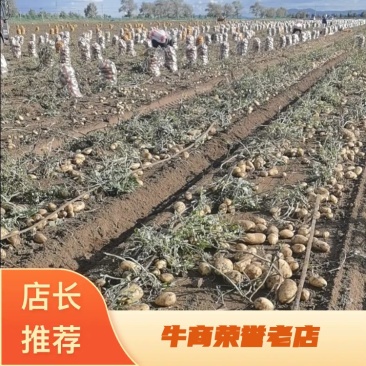 冀蒙土豆v7，三优货。库存市场精品量大！产地直发！
