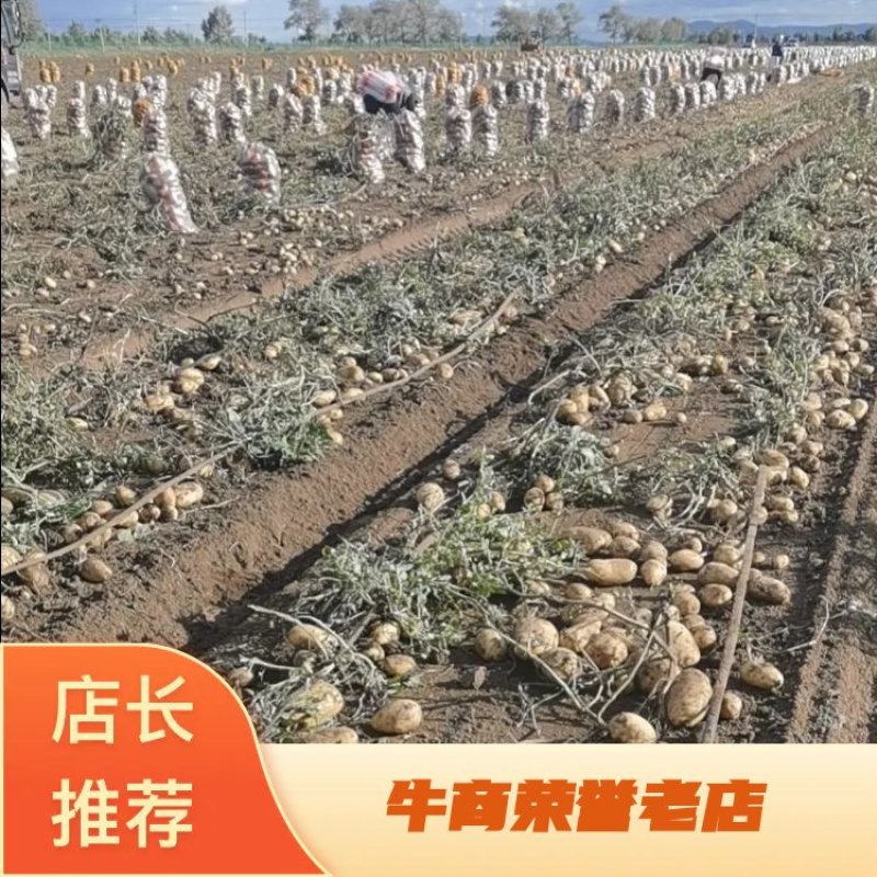 冀蒙土豆v7，三优货。库存市场精品量大！产地直发！