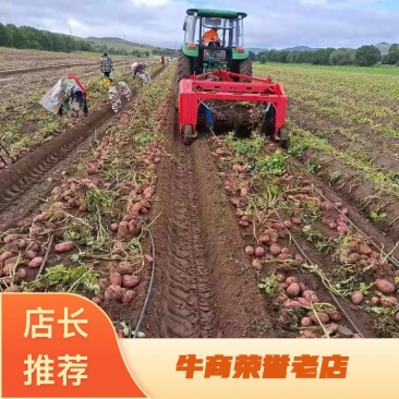 河北红皮土豆，雪川红，大量上市中，量大从优！