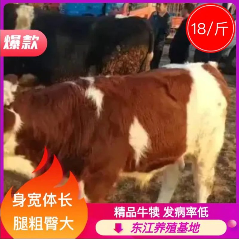 牛犊，西门塔尔，夏洛莱，身宽体长腿粗臀围大放心挑选