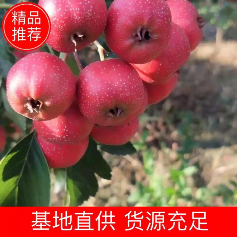 产地直供精品核果仁果优质山楂棉球大金星甜山楂红字大五