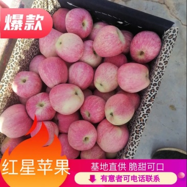纸袋新红星苹果，大量上市了，个头大颜色好，货源充足，