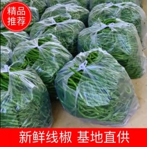 甘肃线椒鲜辣椒甘肃种植基地物鲜辣椒质美价廉保质保量