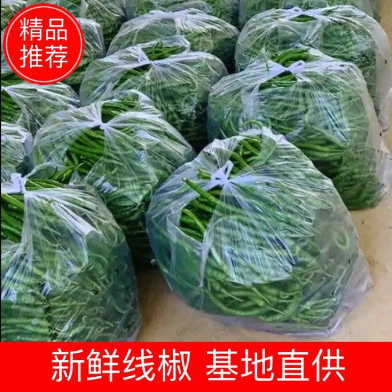 甘肃线椒鲜辣椒甘肃种植基地物鲜辣椒质美价廉保质保量